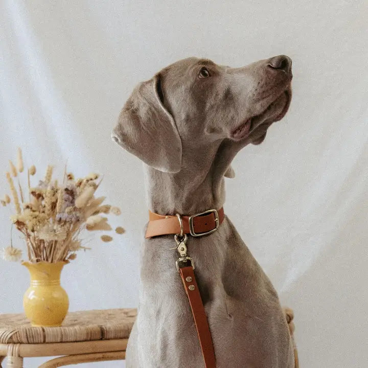 Collier Biothane® Camel