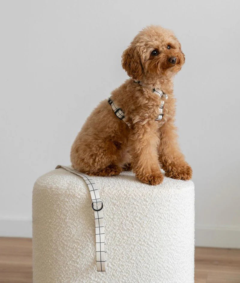 Harnais Damier Beige