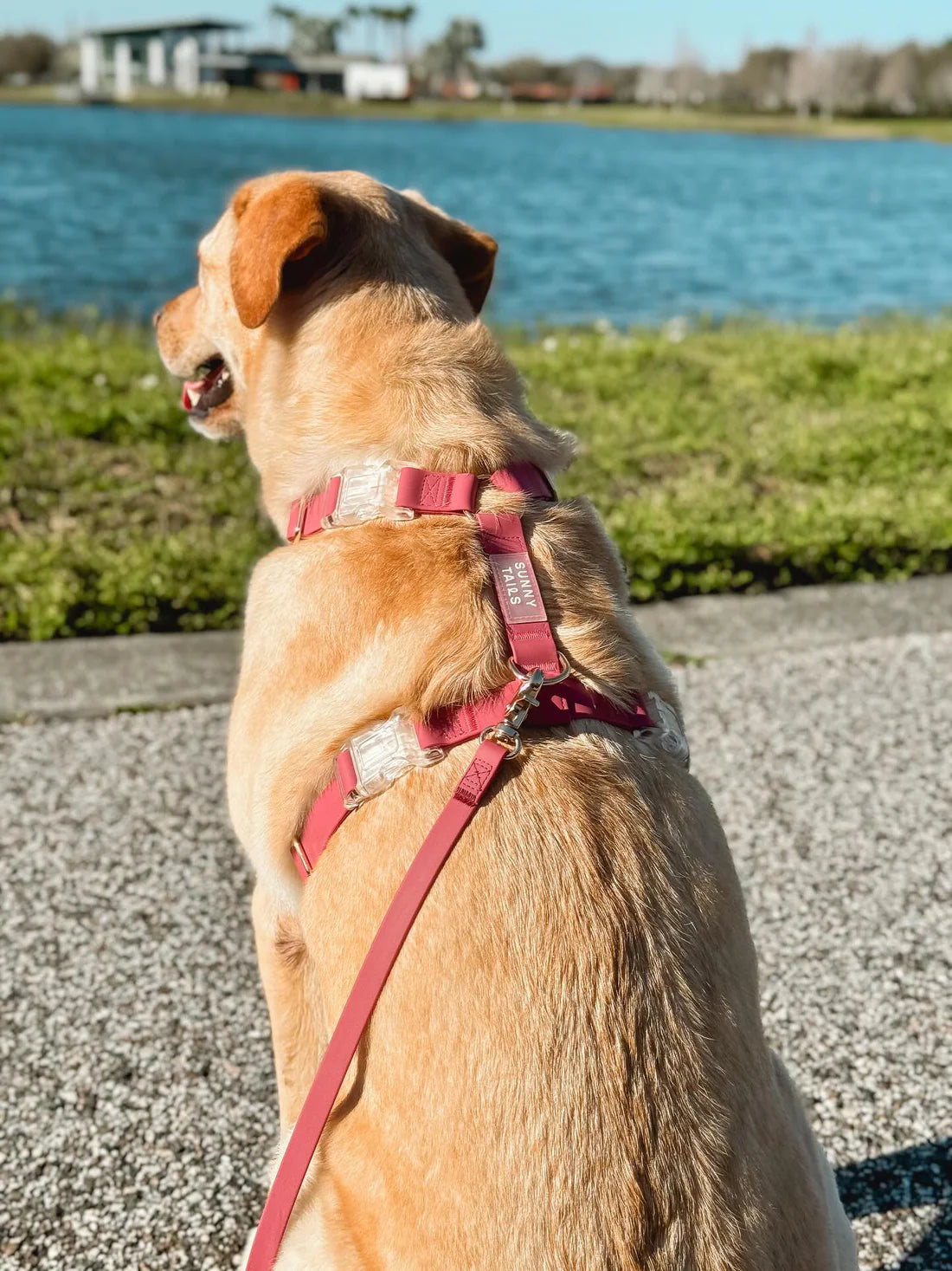 Harnais imperméable Bordeaux