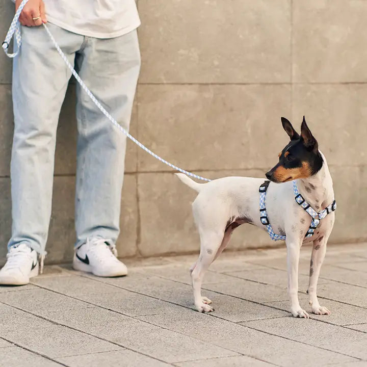 Harnais Damier Bleu