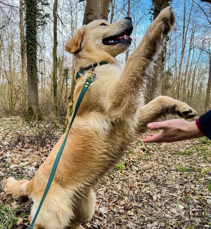 Laisse Mutli-positions Biothane® Sauge