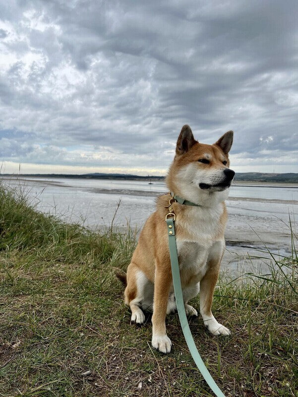 Laisse Mutli-positions Biothane® Sauge