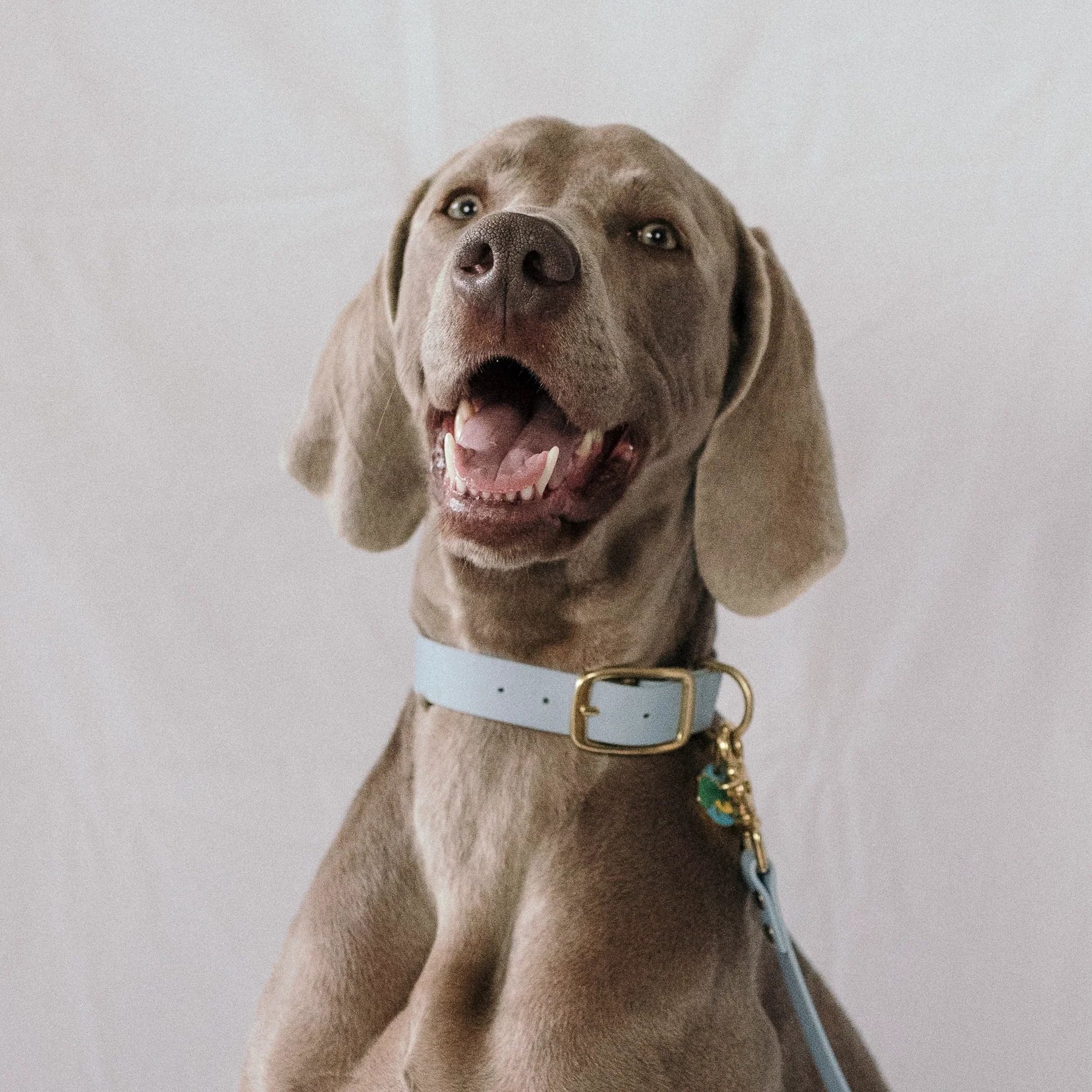 Collier Biothane® Bleu Pastel