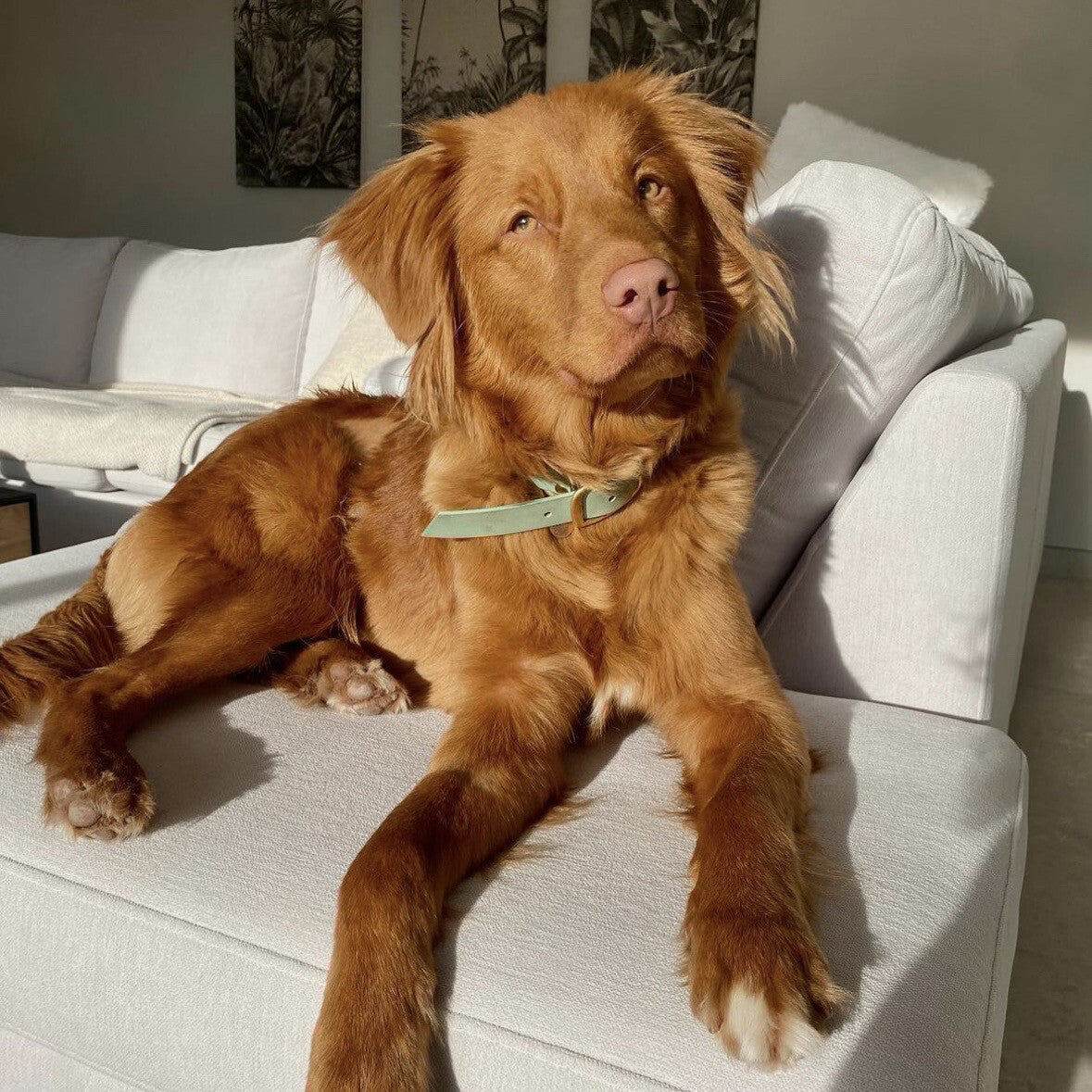 Collier Biothane® Sauge