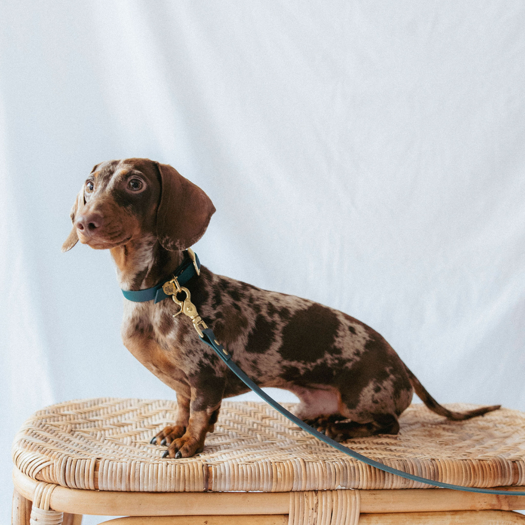 Collier Biothane® Emeraude