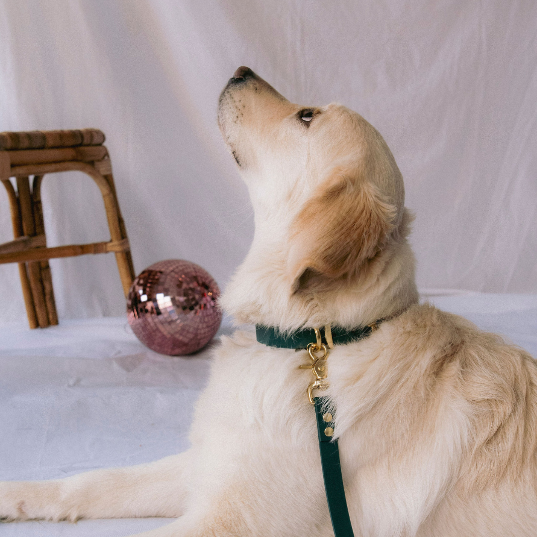 Collier Biothane® Emeraude