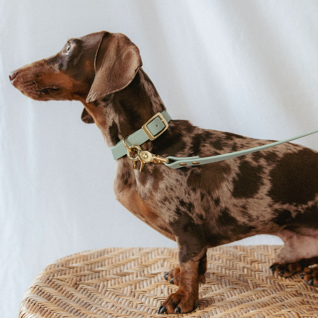 Laisse Mutli-positions Biothane® Sauge