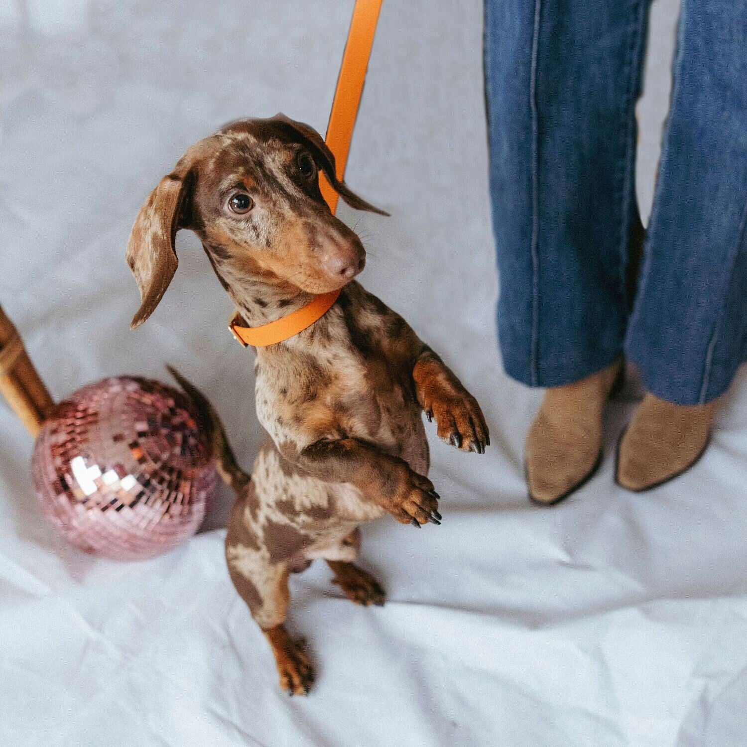 Collier Biothane® Orange