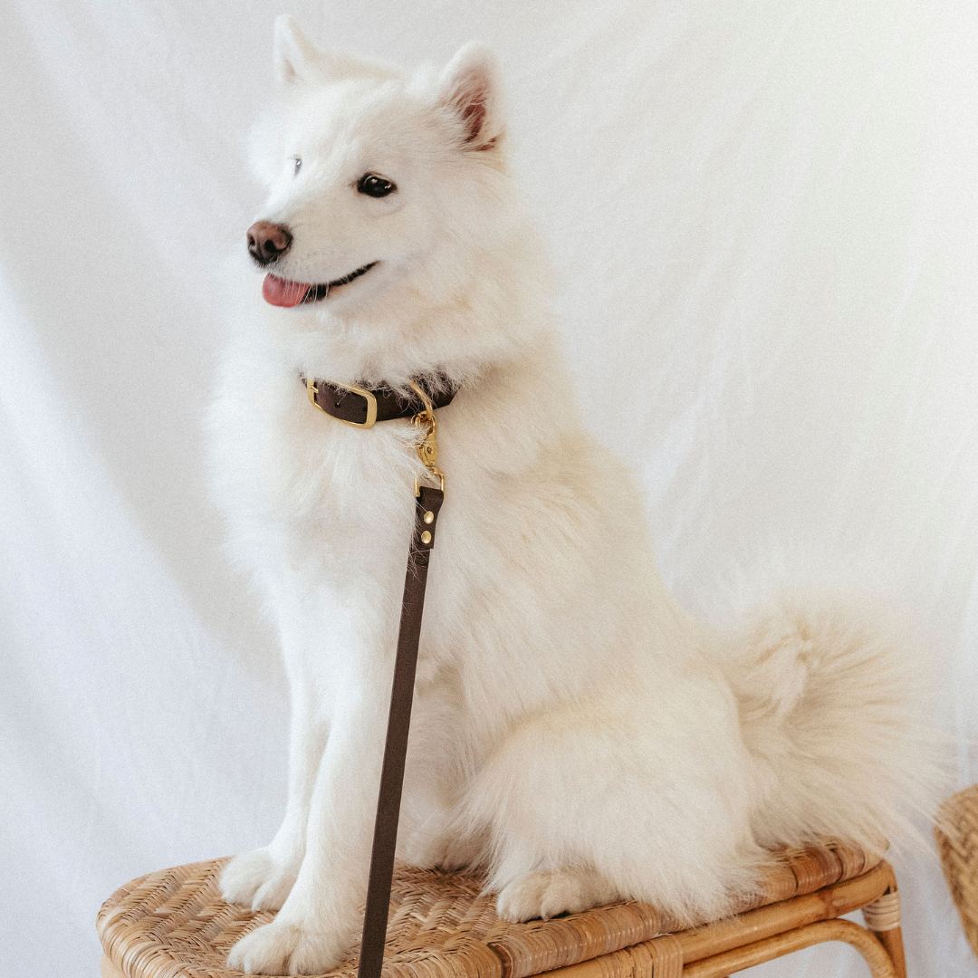 Collier Biothane® Tonka