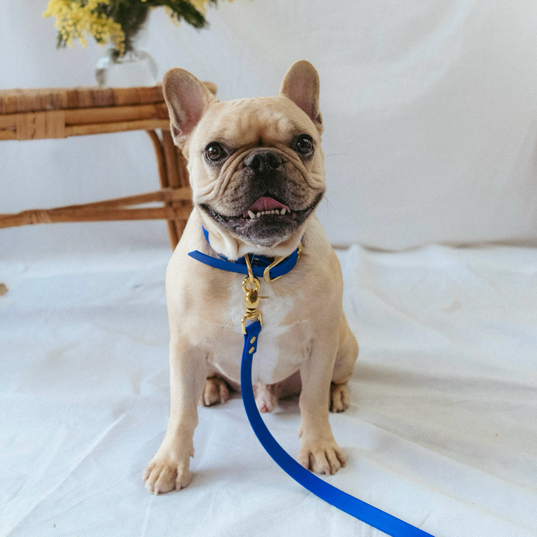 Laisse Mutli-positions Biothane® Bleu Roi