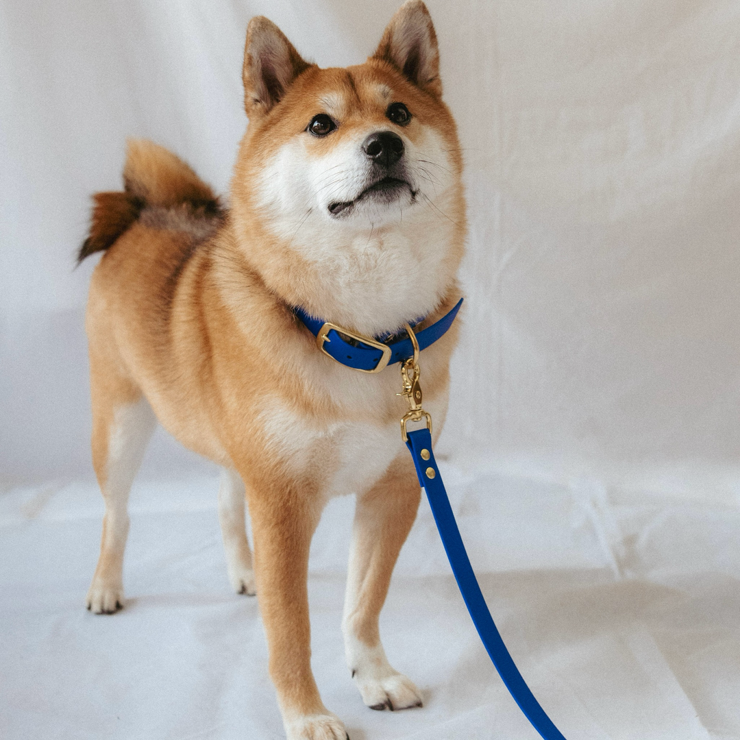 Collier Biothane® Bleu Roi