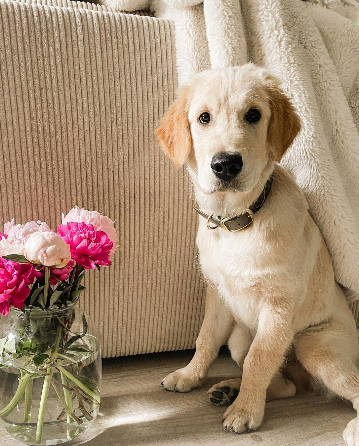 Collier Biothane® Kaki