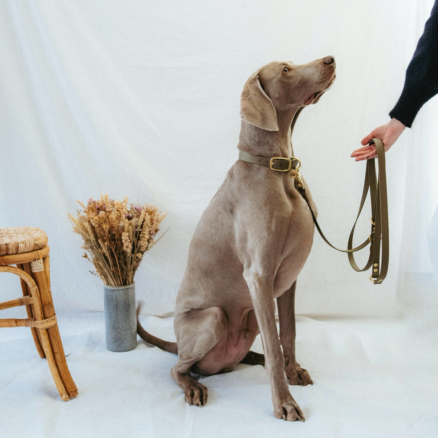 Collier Biothane® Kaki