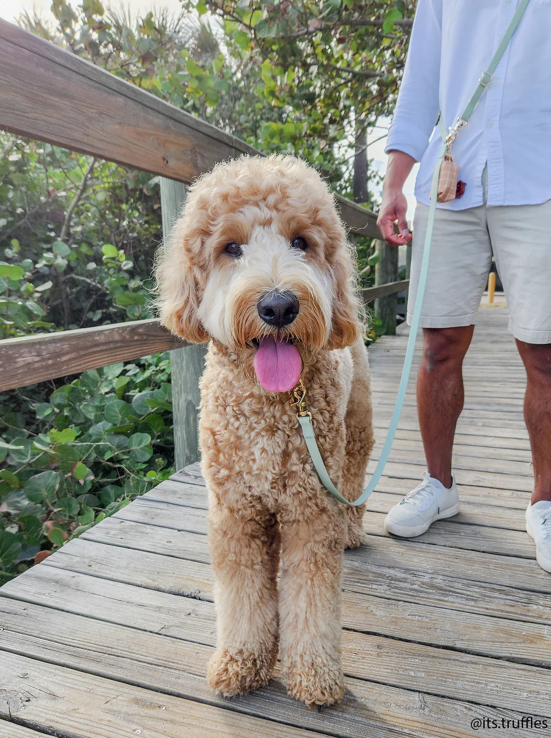 Laisse Mains Libres ajustable - Pistache