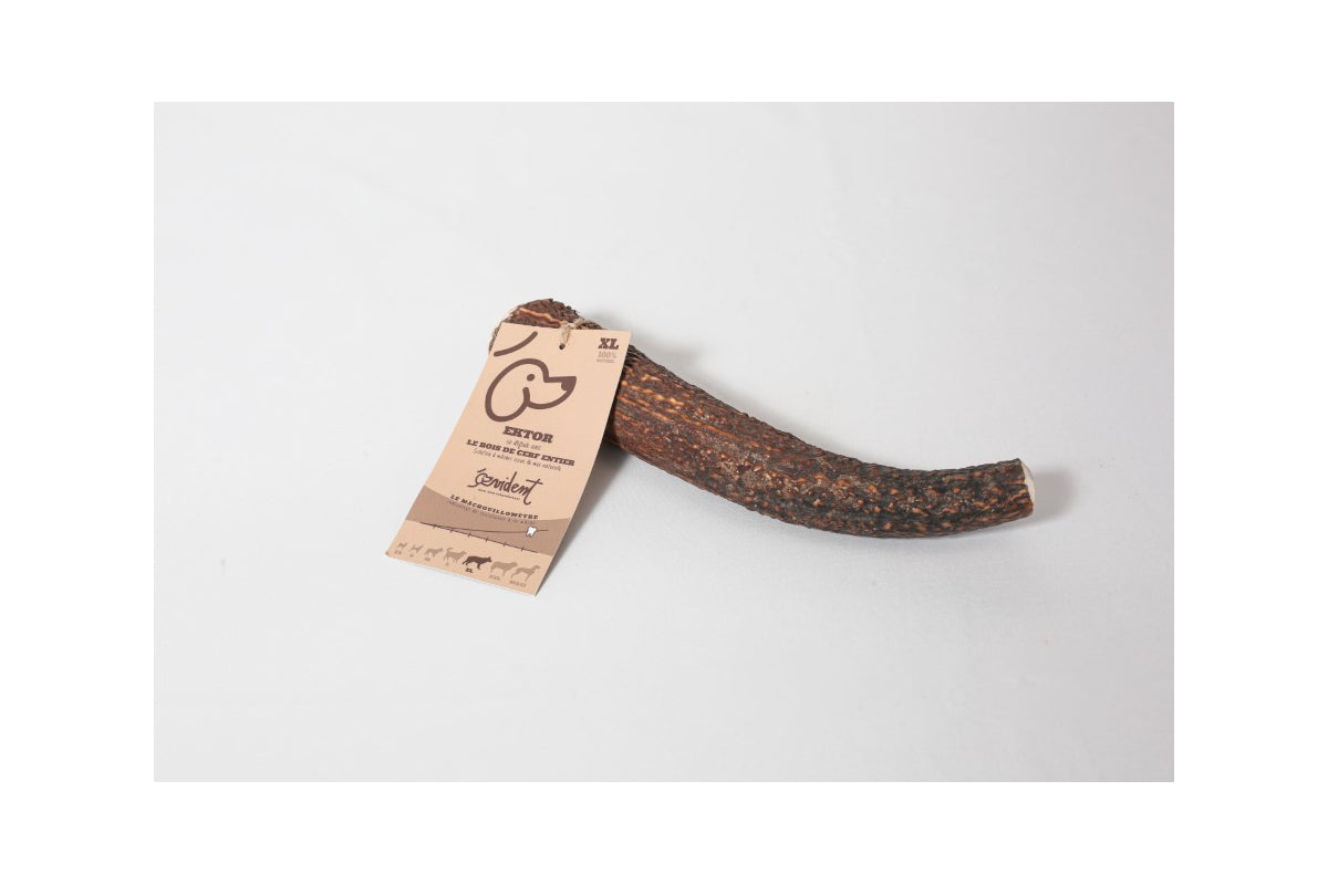 EKTOR - bois de cerf entier