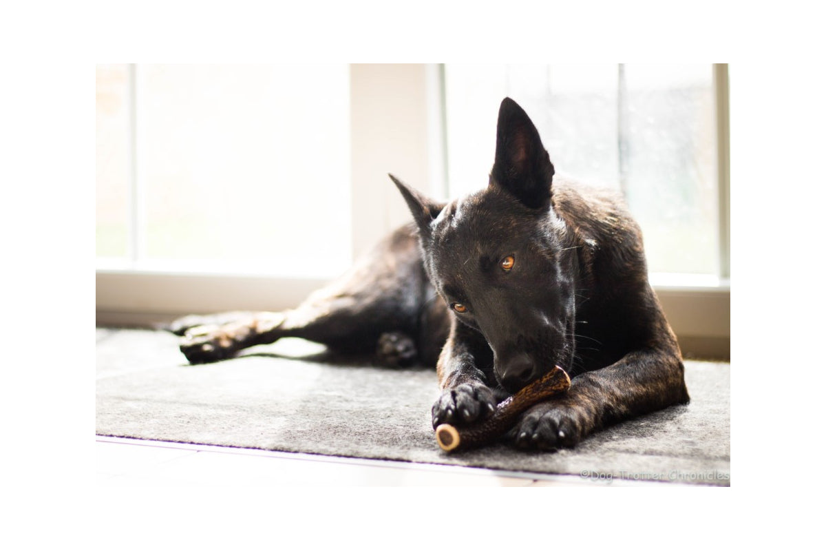 EKTOR - bois de cerf entier