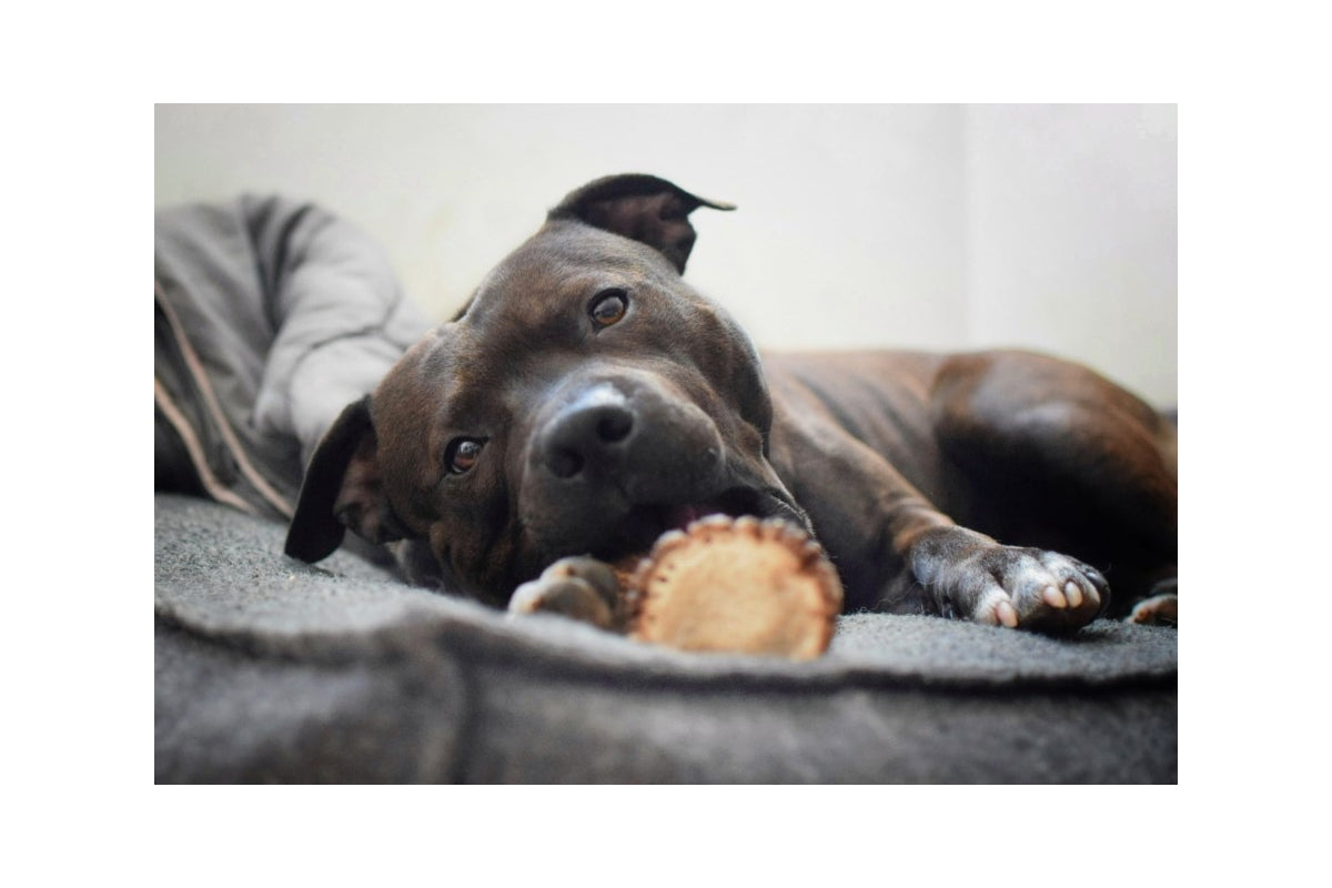 EKTOR - bois de cerf entier