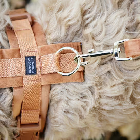 Laisse Mains Libres Velvet