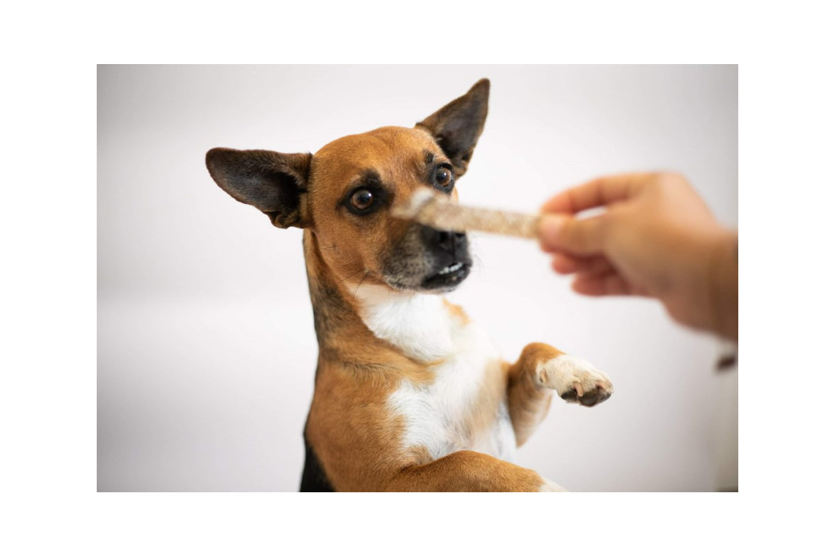 PIXEL - Les peaux de poisson séchées