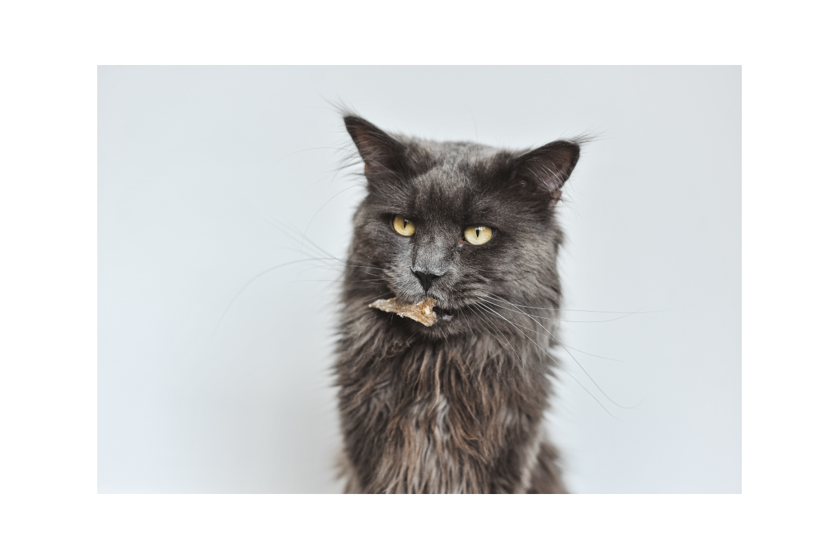 PIXEL - Les peaux de poisson séchées