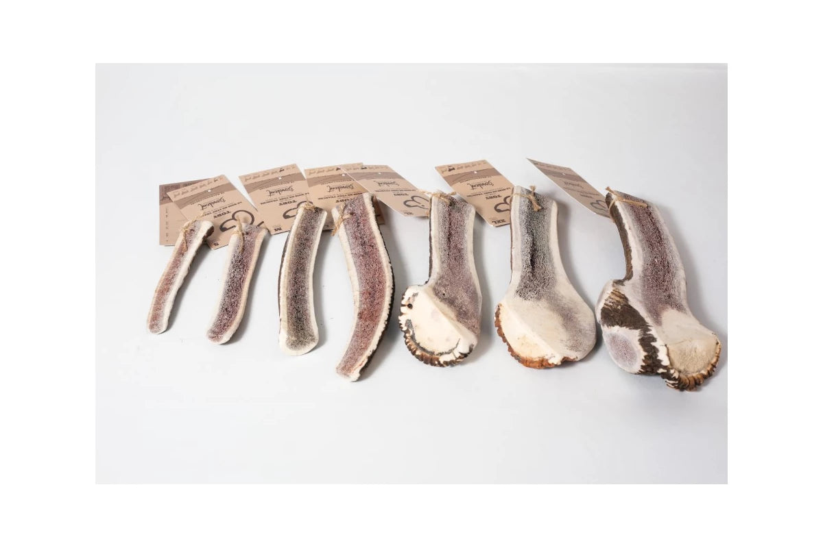 TOBY - bois de cerf tranché