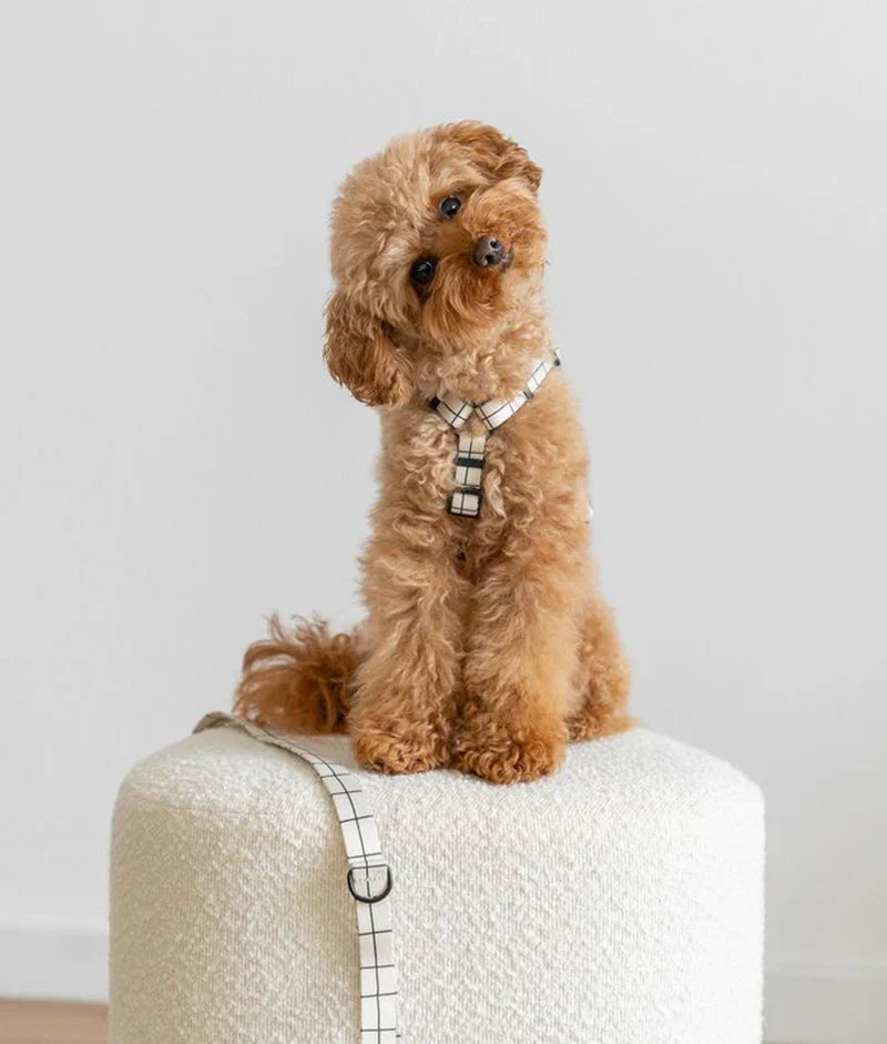 Comment choisir la taille de harnais parfaite pour son chien ?