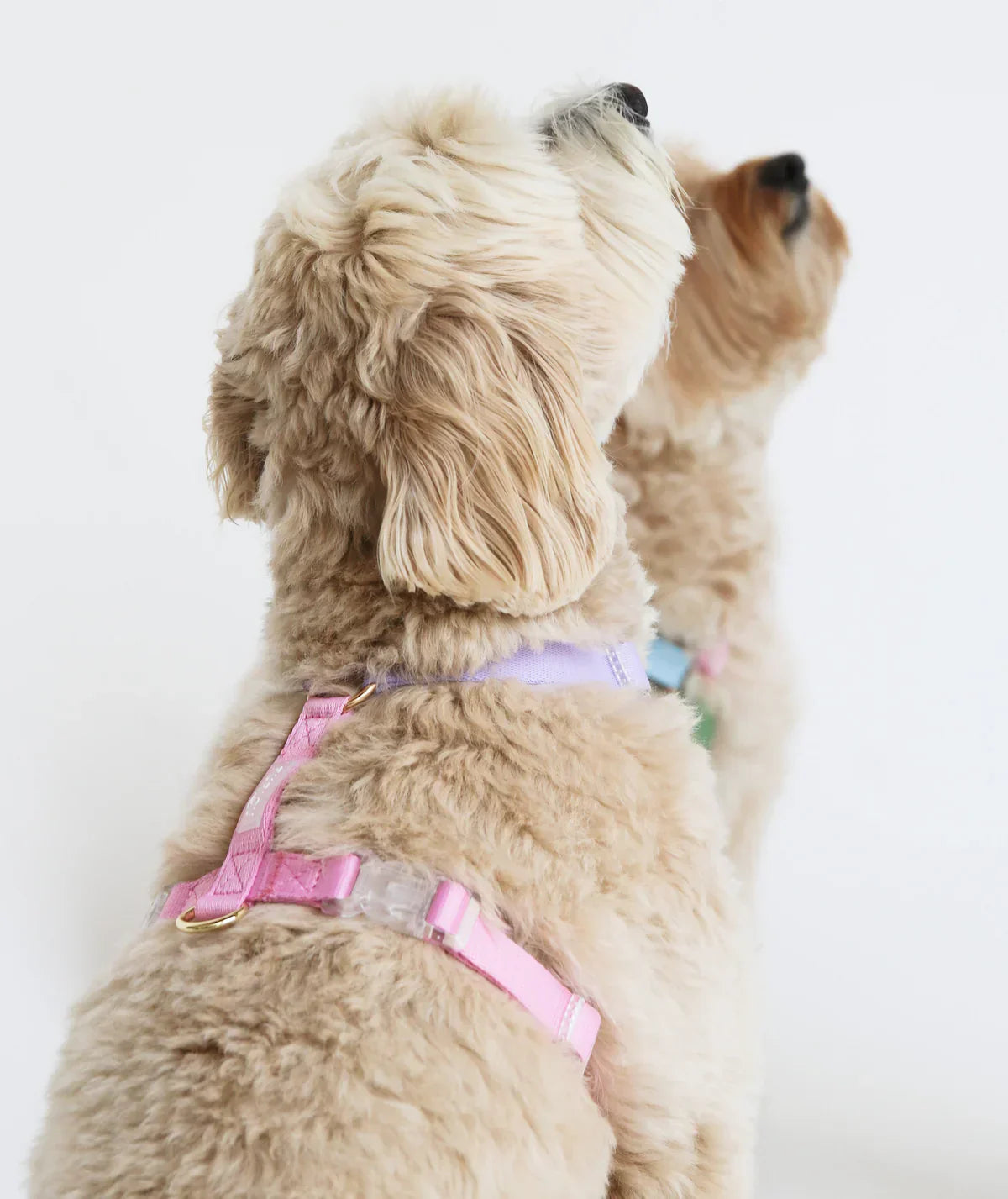 Comment choisir un harnais pour son chien ? Le guide complet
