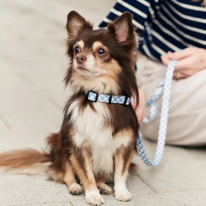 Collier Chiot - Damier Bleu