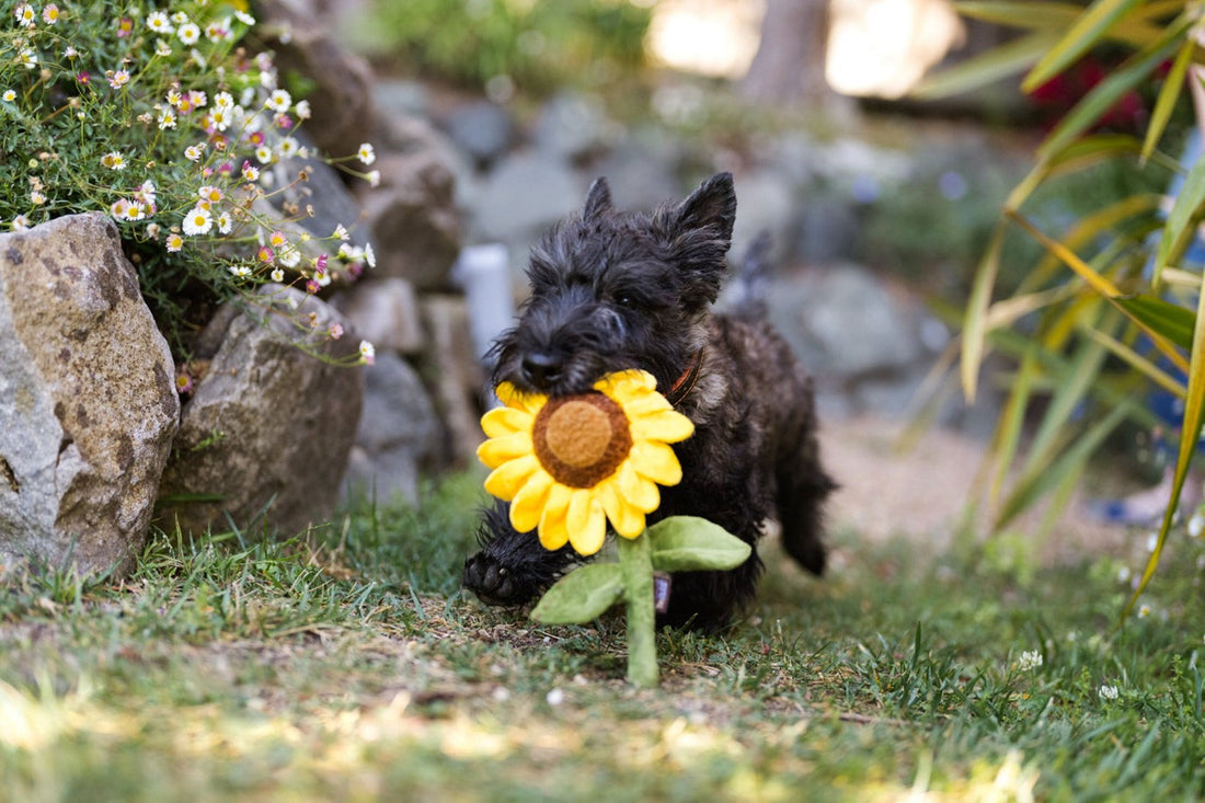 Le tournesol