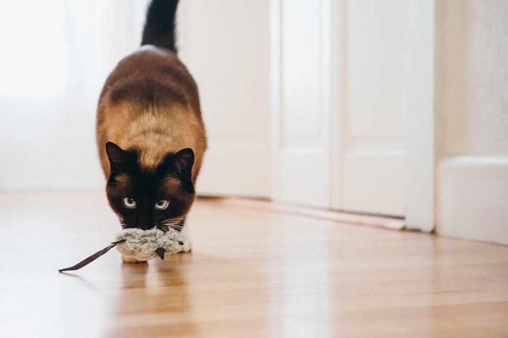 Le duo de Souris