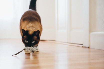 Le duo de Souris