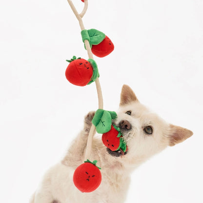 Cherry Tomato