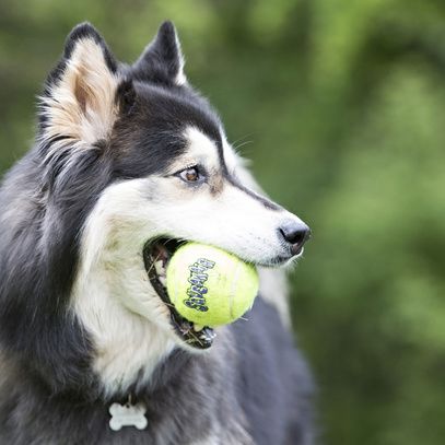 SqueakAir Ball