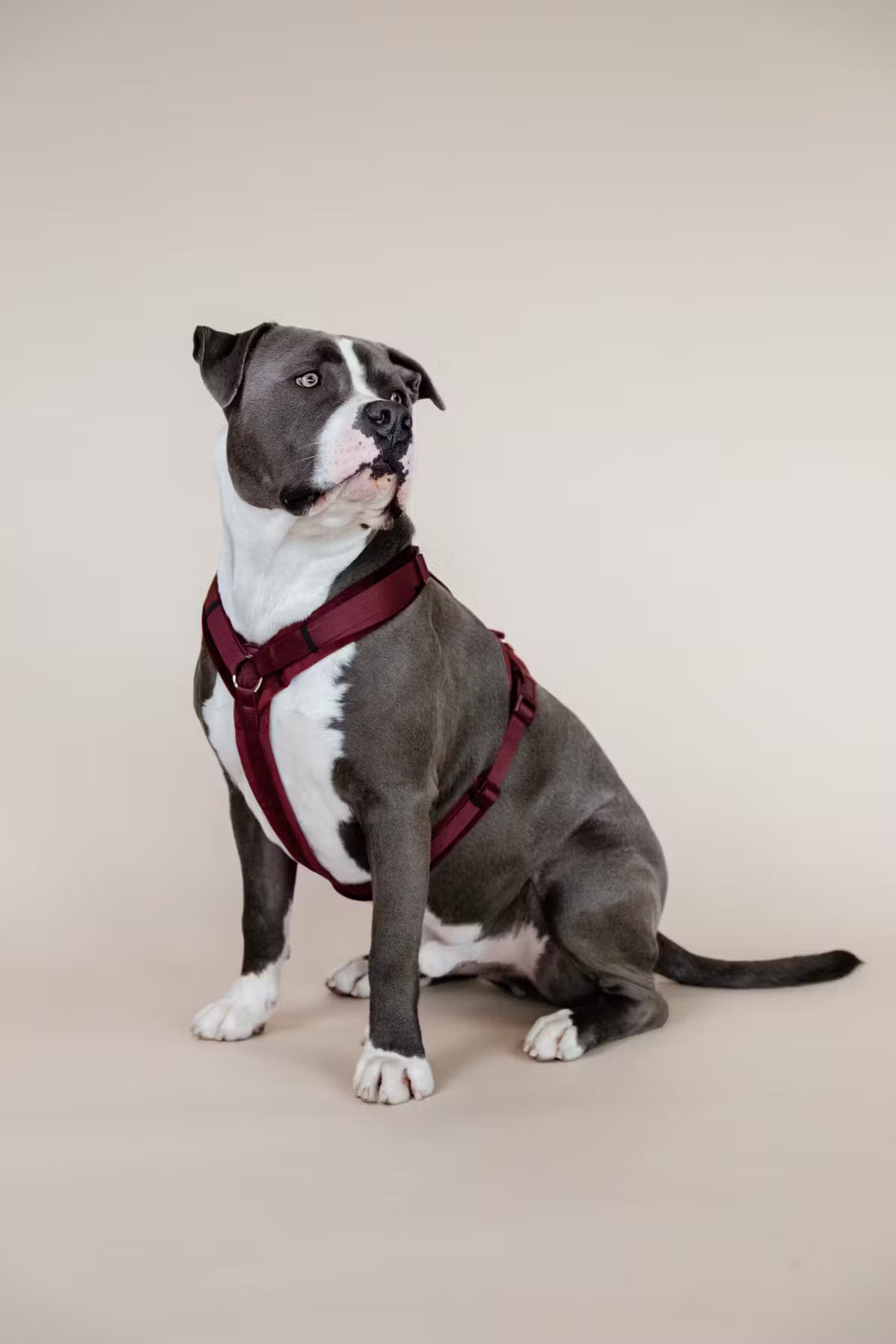 Harnais Active Velvet - Bordeaux