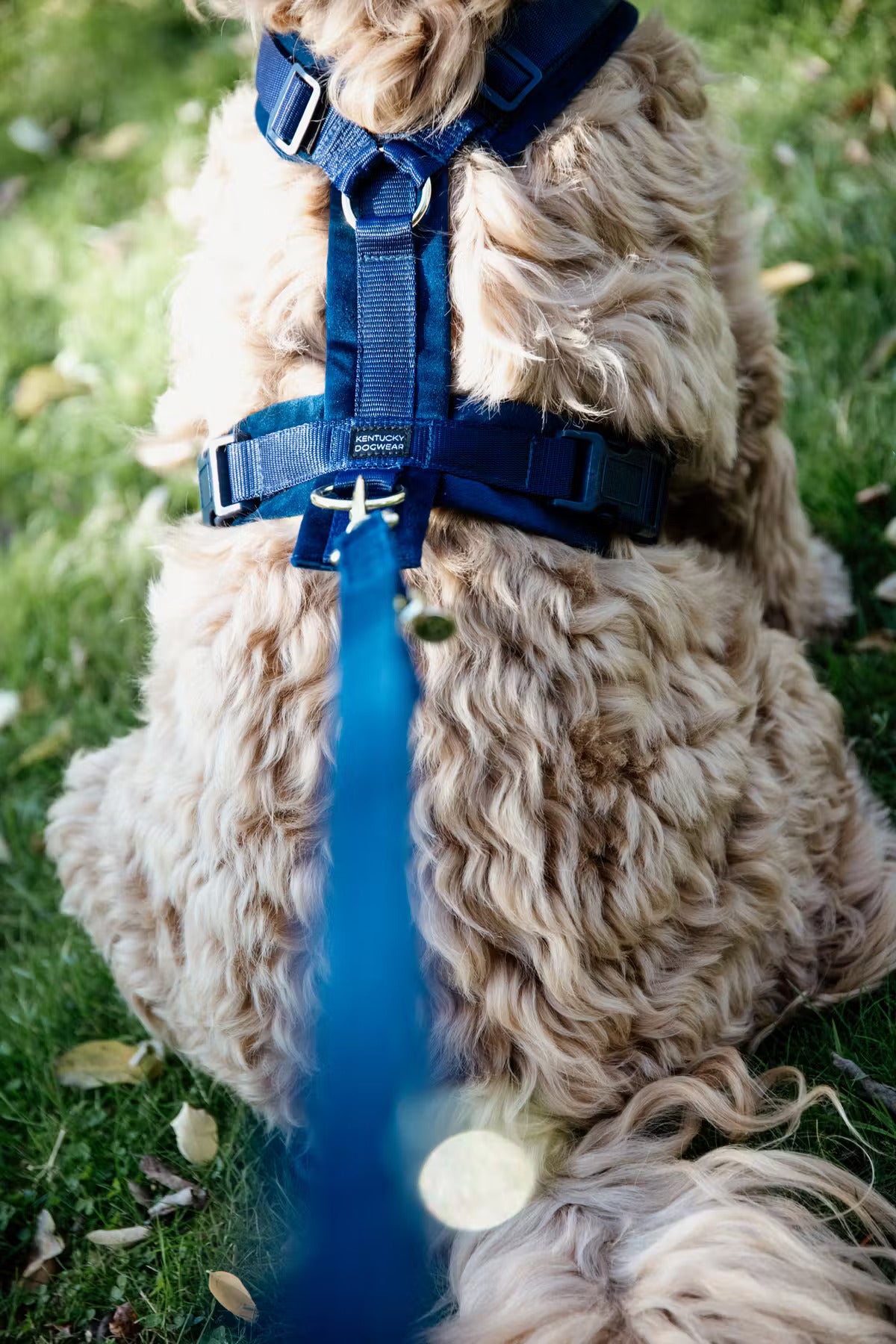 Harnais Active Velvet - Bleu Marine