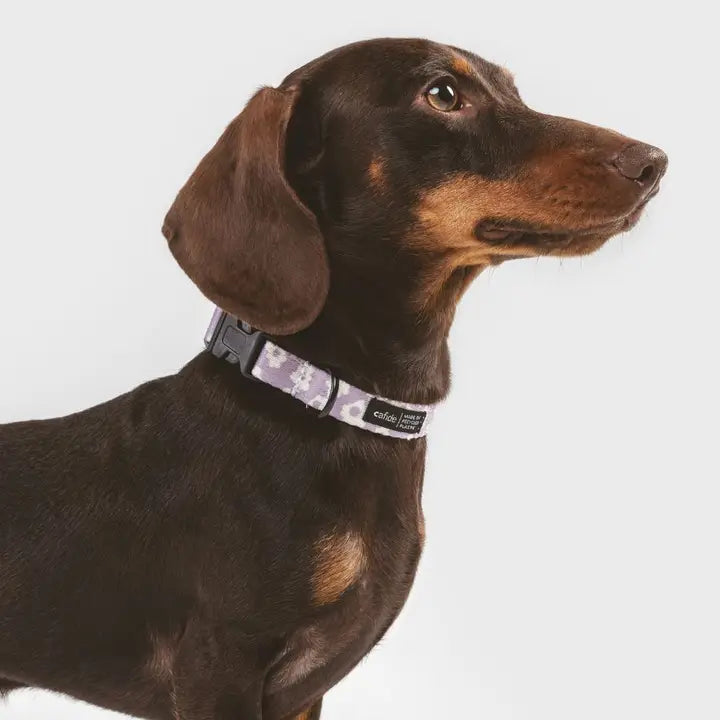 Collier Chiot - Lila à fleurs