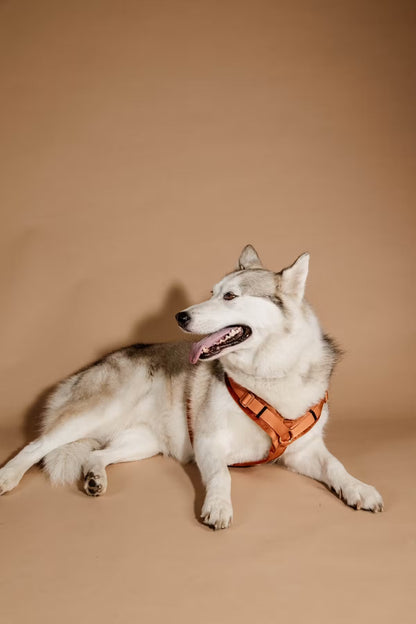 Harnais Active Velvet - Orange