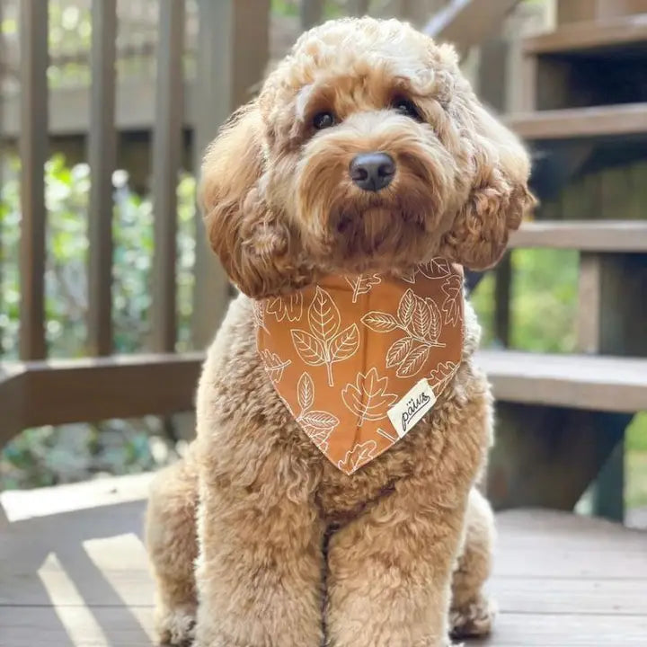 Bandana North Fall