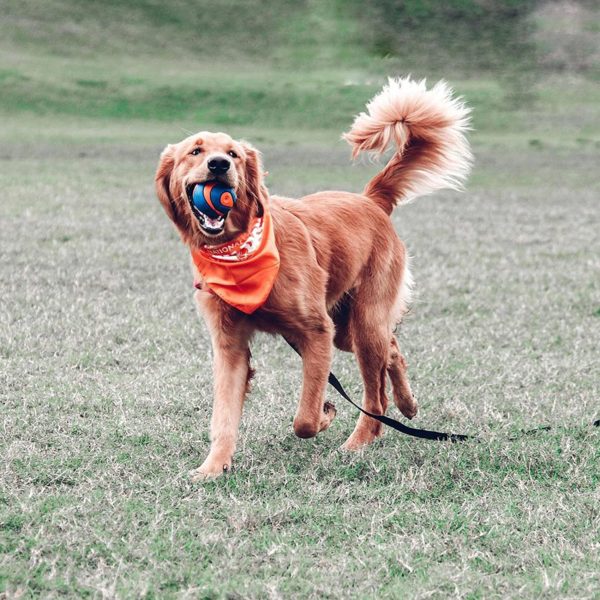 Ultra Squeaker Ball