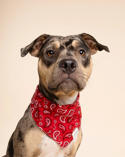 Bandana Dallas