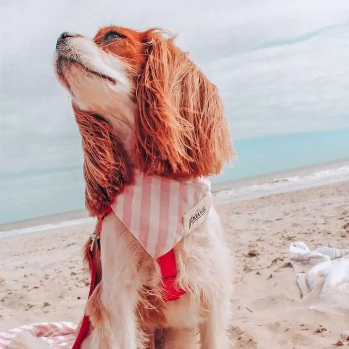 Bandana Cabana
