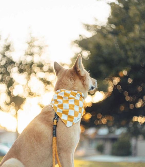 Bandana Legend