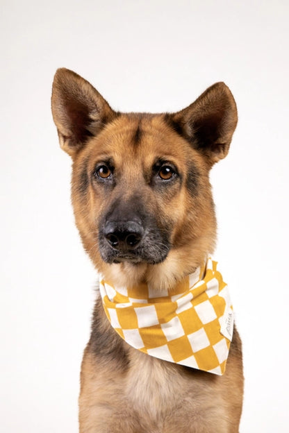 Bandana Legend