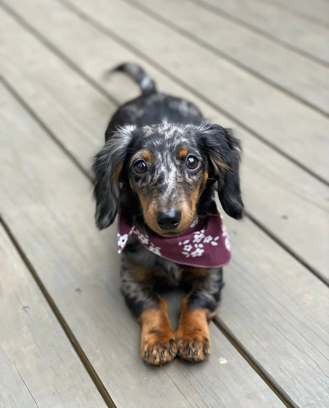 Bandana Chatham