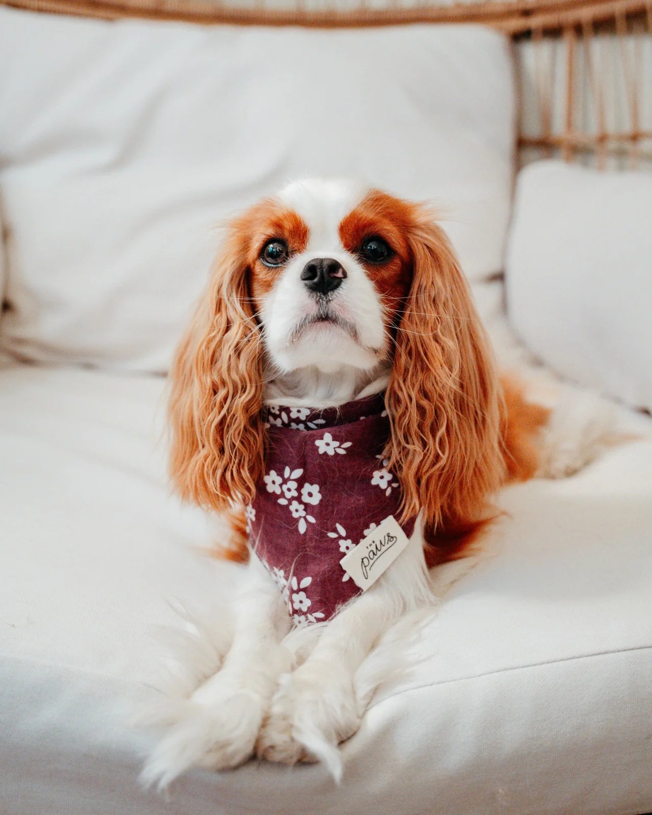 Bandana Chatham