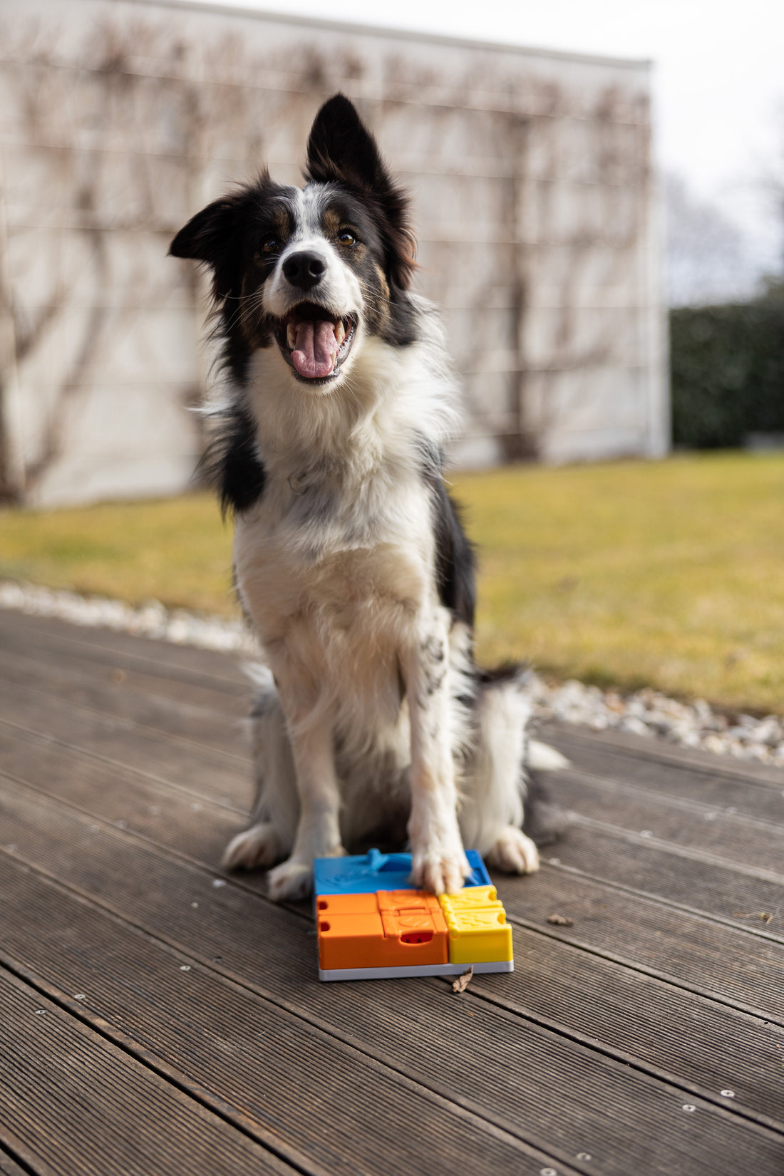Module individuel - Pawzler