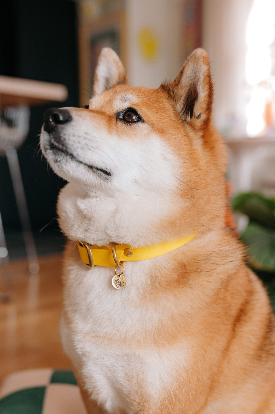 Collier Biothane® Jaune