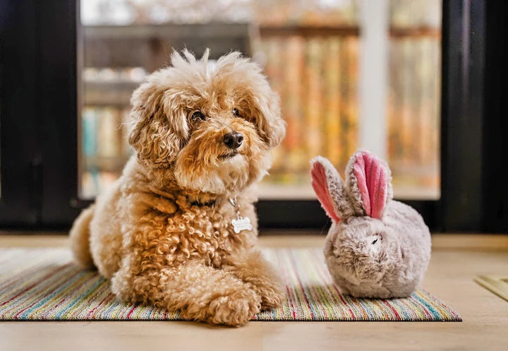 Bunny