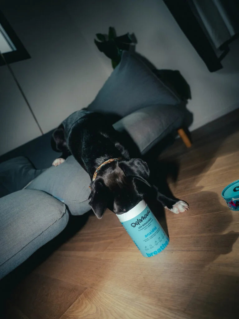 Les Bouchées Anxiété