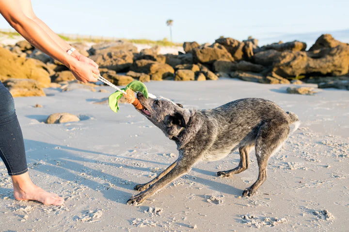 Puppy Palm